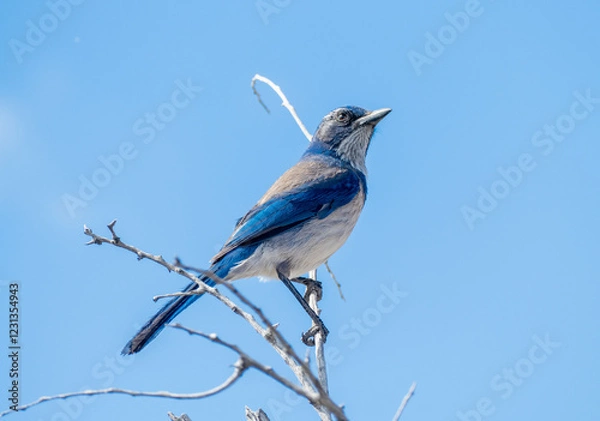 Fototapeta Western scrub jay (Aphelocoma californica) on a branch in Joshua Tree National Park, California USA