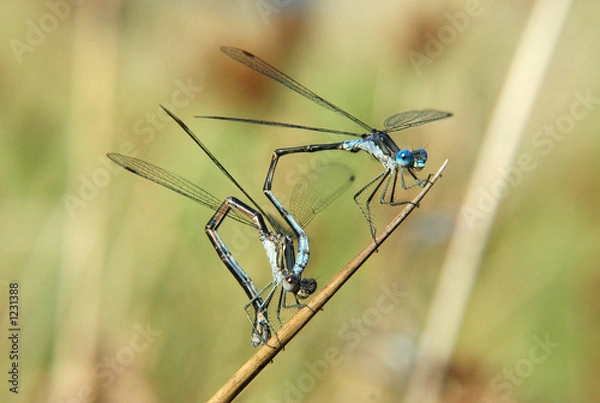 Obraz damselflies