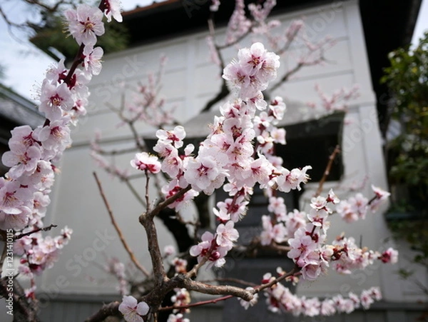 Obraz ソメイヨシノ