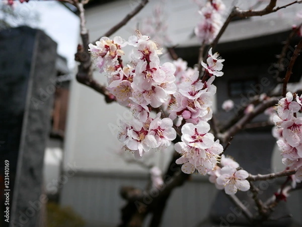 Obraz ソメイヨシノ