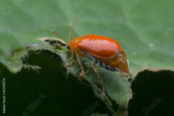 Obraz Pumpkin beetle bug