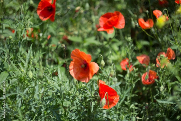 Fototapeta Blumenwiese