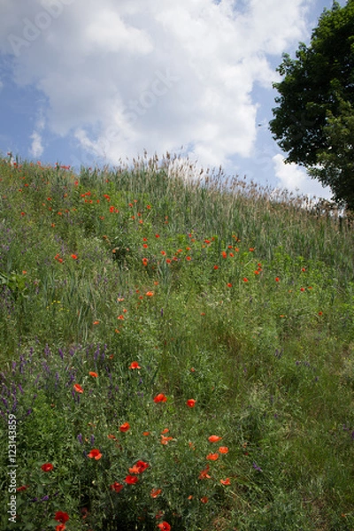 Fototapeta Blumenwiese