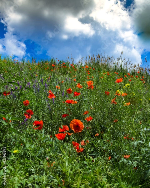 Fototapeta Blumenwiese