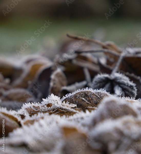 Obraz Leaves on a frosty morning
