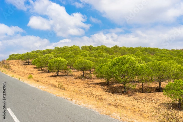 Obraz Stone or Umbrella pines