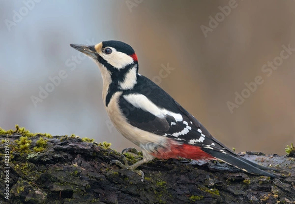Fototapeta Male Great spotted woodpecker (Dendrocopos major) stands on a lichen covered thick curved branch 