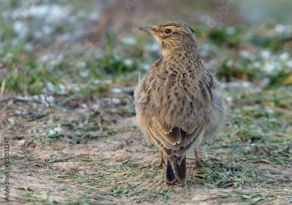 Fototapeta Crested Lark (Galerida cristata) posing on desert like soil in extreme cold winter 