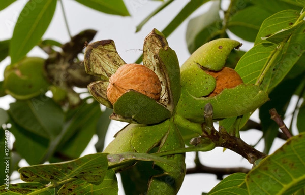 Fototapeta Ripe nuts of a Walnut tree