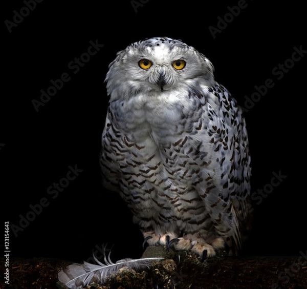 Fototapeta SNOWY OWL 
