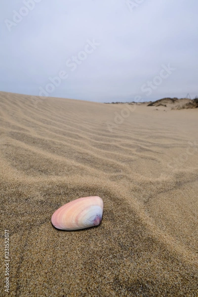 Obraz  A delicate seashell rests on the rippled sand dunes of Sandwich Harbour, showcasing the serene beauty of the desert meeting the sea under an overcast sky.