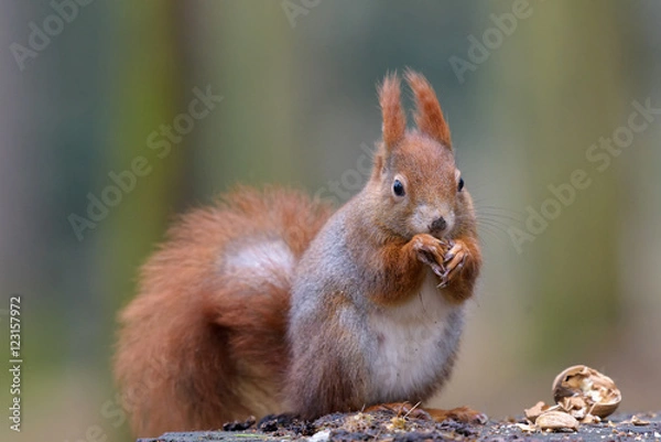 Obraz Squirrel and nut on the stump