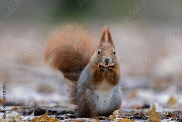 Obraz Squirrel portrait in a snack
