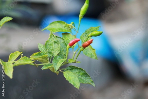 Fototapeta A close-up shot of a red chili pepper growing on the plant, surrounded by green leaves with a soft bokeh background. Perfect for use in food-related content, gardening themes, agriculture, and organic
