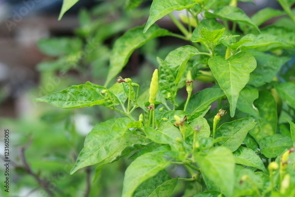 Fototapeta A close-up shot of a red chili pepper growing on the plant, surrounded by green leaves with a soft bokeh background. Perfect for use in food-related content, gardening themes, agriculture, and organic