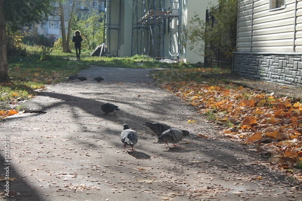 Obraz Birds walking in the yard