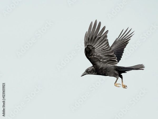 Obraz Flying Crow