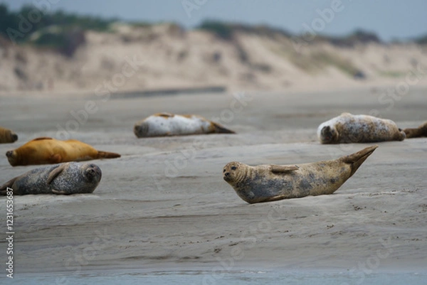Obraz phoque berck plage