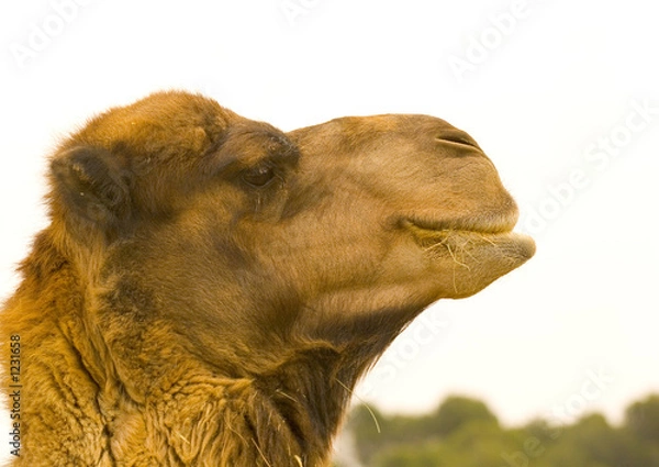 Obraz tête de dromadaire