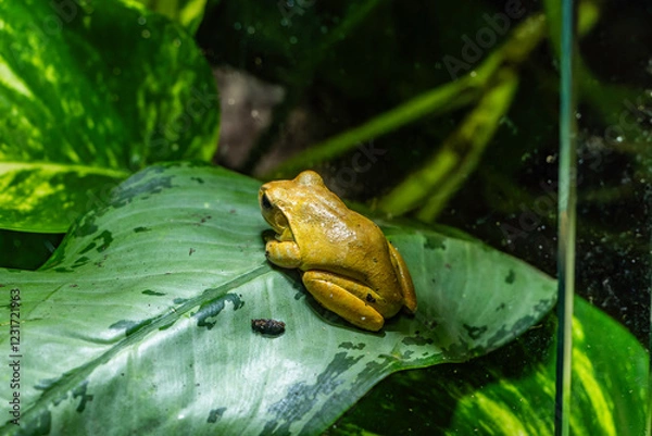 Obraz The Hispaniolan yellow tree frog in Zagreb ZOO.