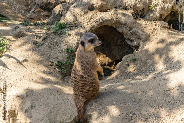 Obraz The Meerkats Suricata suricatta , Merkat, Suricato or Surikata at the zoo Maksimir in the city of Zagreb, Croatia.