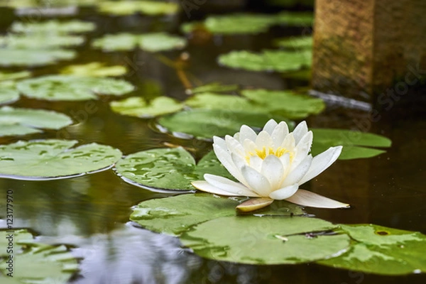 Obraz white lotus flower and  Leaf