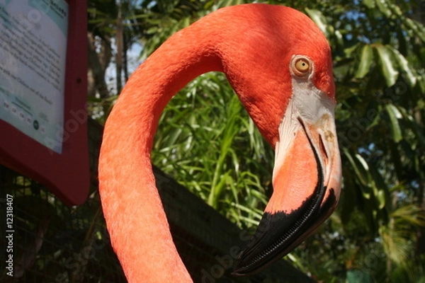Fototapeta flamingo3