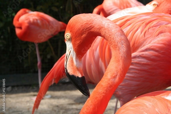 Obraz flamingo