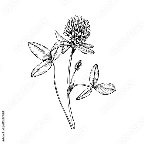 Fototapeta Wildflower blooming clover. Hand drawn botanical vector illustration. Sketch painted by black inks line on white isolated background. For clipart greeting card package label