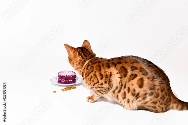 Fototapeta Cat birthday, bengal cat sits near a cake with lighting candle and eats feed on white background,
