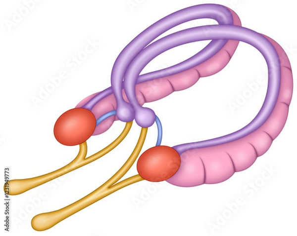 Fototapeta Illustration of the structure of the amygdala, part of the limbic system, which regulates emotions, fear, and aggression, and is involved in emotional memory and stress response.