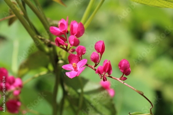 Fototapeta Antigonon leptopus
