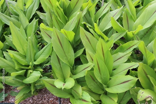 Fototapeta Plantio de Curcuma zedoaria
