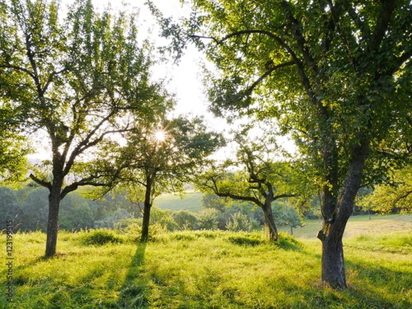 Obraz Streuobstwiese mit Apfelbäumen