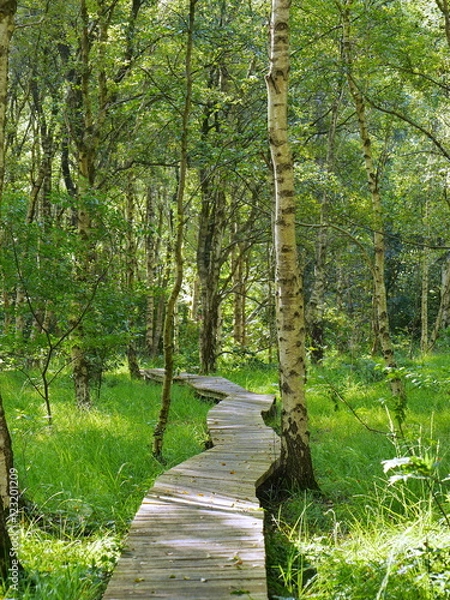 Obraz Holzsteg durch Moorgebiet im Emsland mit Moorbirken