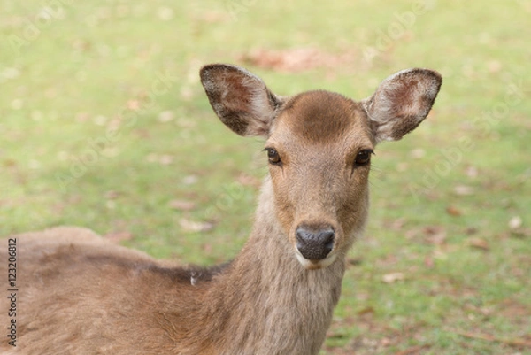 Fototapeta 奈良公園の鹿