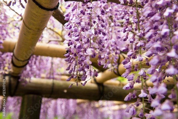 Obraz 萬葉植物園　藤の花