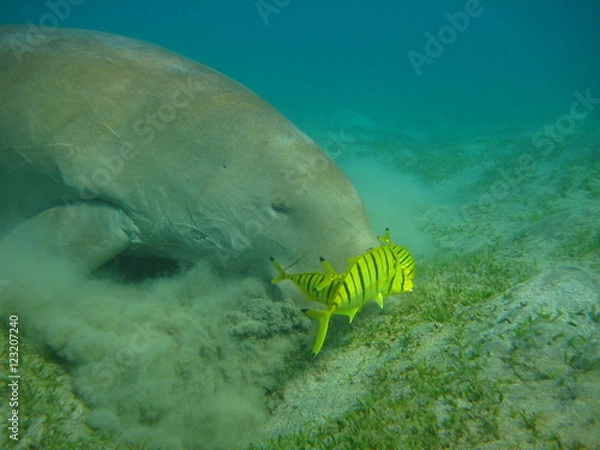 Fototapeta Dugong