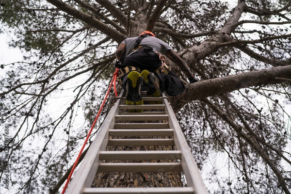 Fototapeta Tree surgeon climbing ladder with safety equipment during tree pruning