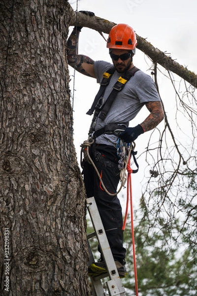 Fototapeta Tree surgeon pruning branches with rope access techniques and ladder