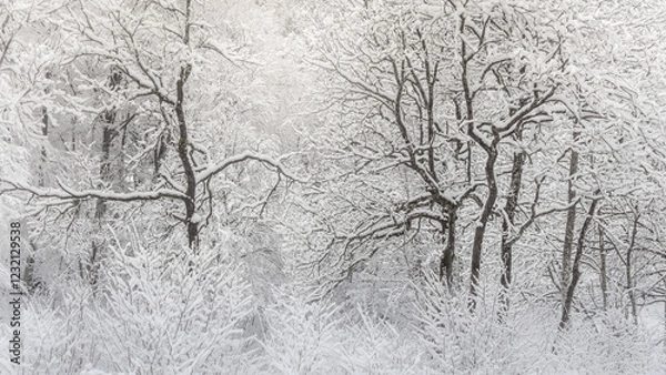 Obraz Trees in the snow