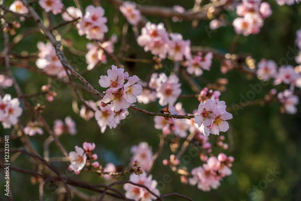 Fototapeta Almond tree (Prunus sargentii or Prunus dulcis) blossom with pink flowers. Early Mediterranean spring nature in the south of France. 