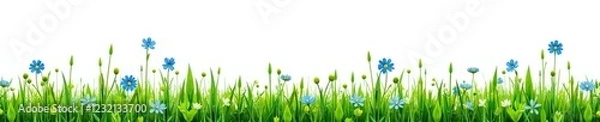 Fototapeta Bunch of meadow grass with separate stems and little blue flowers on white background, flowers, meadow, stems