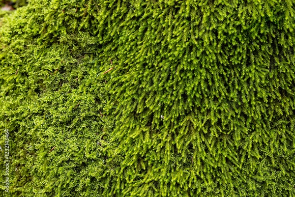 Fototapeta Vibrant green moss covering a rocky surface in a lush forest environment during daylight hours