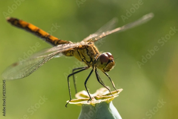 Obraz dragonfly insect branch