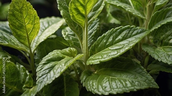 Fototapeta Leafy Green Plant with Subtle Yellowish Tint – Close-Up Botanical Detail