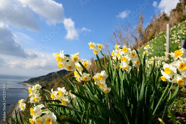 Obraz 淡路島　灘黒岩水仙郷