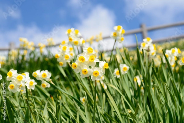 Obraz 淡路島　灘黒岩水仙郷