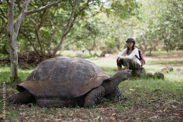 Obraz エルチャト牧場のゾウガメ