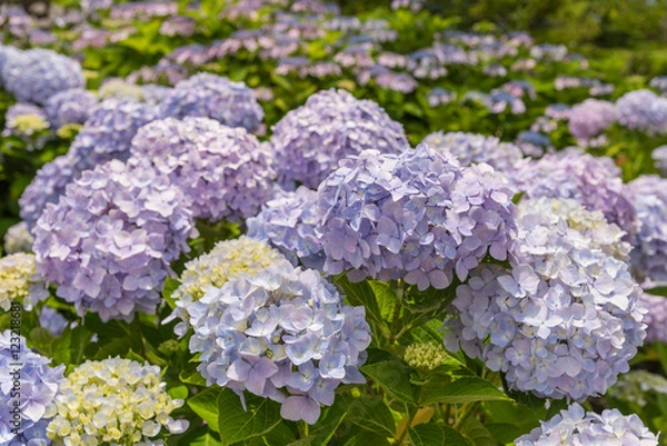 Obraz Blue Hydrangea Flower